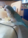 Falco - mluvící mníšek šedý
